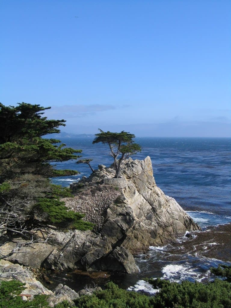 Lone Cypress Companion