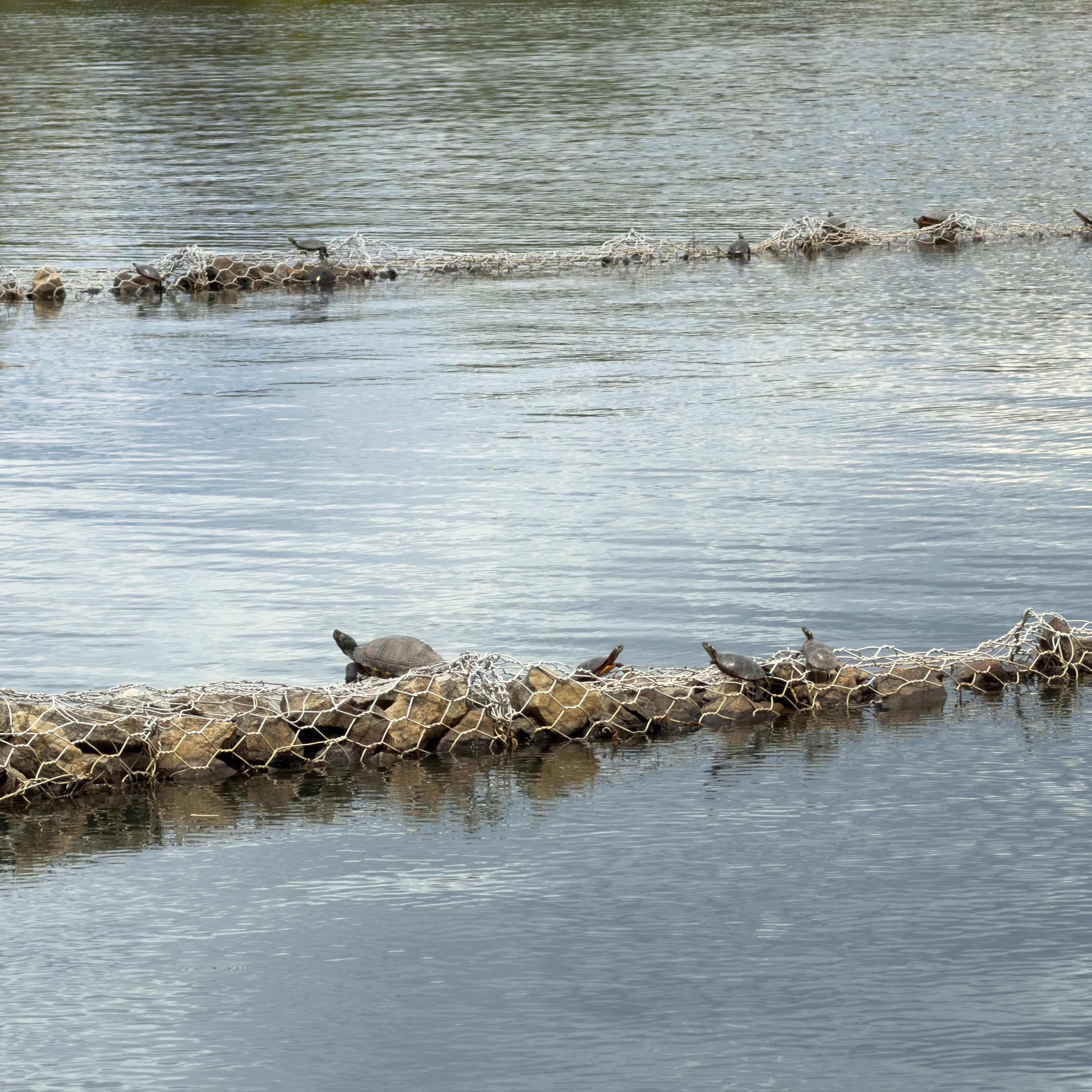 Turtles in Spring